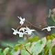 Epimedium youngianum 'Niveum' 