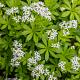 Galium odoratum 