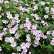 Geranium Dreamland 