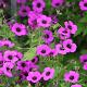 Geranium 'Patricia' 