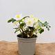 Helleborus orientalis 