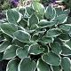 Hosta for. 'Francee' 