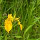 Iris pseudacorus 