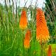 Kniphofia 'Alcazar' 