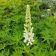 Lupinus 'Noblemaiden' 