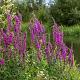 Lythrum salicaria 