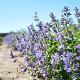 Nepeta faassenii 'Grol' 