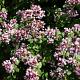 Origanum vulg. 'Compactum' 
