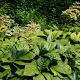 Rodgersia pinnata 