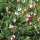 Salvia micr. 'Hot Lips' 