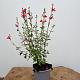 Salvia micr. 'Hot Lips' 