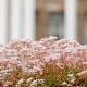 Sedum album 