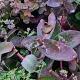Sedum matrona 