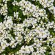Thymus praecox 'Albiflorus' 
