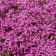 Thymus praecox 'Coccineus' 