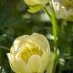 Trollius 'Alabaster' 