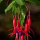 Fuchsia magellanica Pot 9cm.