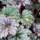 Heuchera 'Plum Pudding' 