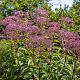 Eupatorium purpureum Pot 9cm.