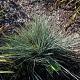 Helictotrichon sempervirens Pot 9cm.