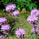 Monarda 'Beauty of Cobham' Pot 9cm.