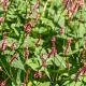 Persicaria amplexicaulis Pot 9cm.
