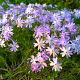 Phlox (S) 'Emerald Cushion Blue' Pot 9cm.