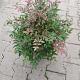 Nandina domestica 'Obsessed' Container 5lt. 40/60cm.