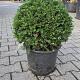 Taxus baccata Bolvorm Container 15lt. 30cm.