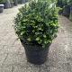 Taxus baccata Bolvorm Container 15lt. 30cm.
