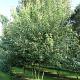 Acer buergerianum Meerstammig 