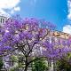 Jacaranda mimosifolia Container 50lt. 12/14cm.