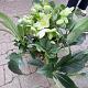 Helleborus "Endless" 