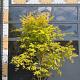 Acer shirasawanum 'Jordan' 