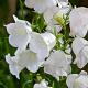 Campanula persicifolia 'Alba' 