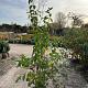 Cornus mas 
