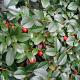 Cotoneaster dammeri 