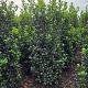 Ilex meserveae 'Heckenfee' 