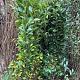 Ligustrum ovalifolium 