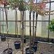 Larix kaempf. 'Stiff Weeper' 