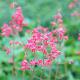 Heuchera b. 'Pluie de Feu' 