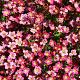 Saxifraga (A) 'Purpurteppich' 