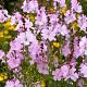 Sidalcea 'Elsie Heugh' 