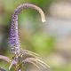 Veronicastrum virg. 'Lavandelturm' 