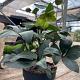 Helleborus "Valeria" Container 2lt.