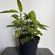 Aucuba jap. 'Variegata' Container 7,5lt. 30/40cm.