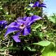 Clematis 'The President' 