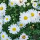 Aster (D) 'Apollo' 