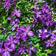 Clematis 'Jackmanii' Container 2lt. 80/100cm.