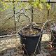 Acer pal. 'Dissectum Viridis' 